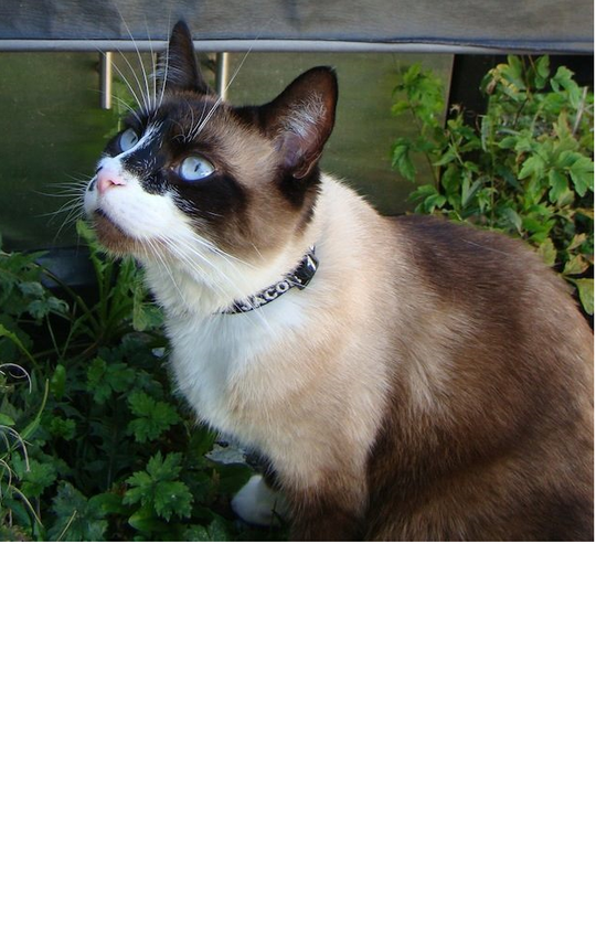 A seal point cat with blue eyes, wearing a black collar embroidered with the name "Jacob" and a phone number.