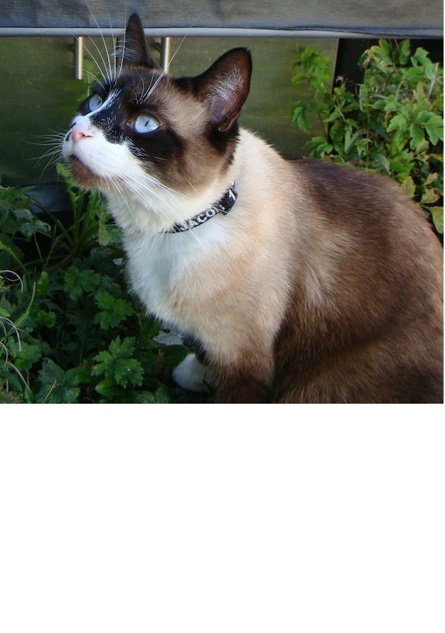 A seal point cat with blue eyes, wearing a black collar embroidered with the name "Jacob" and a phone number.