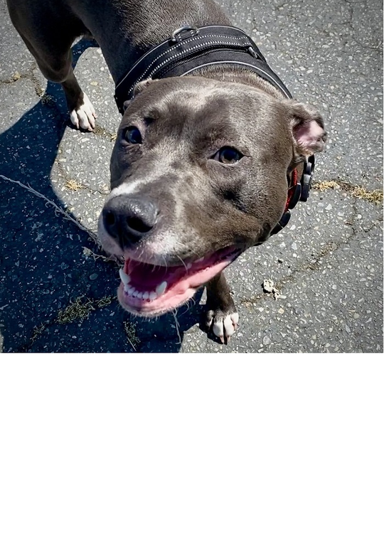 A terrier mix dog wearing a Sport Harness and smiling.