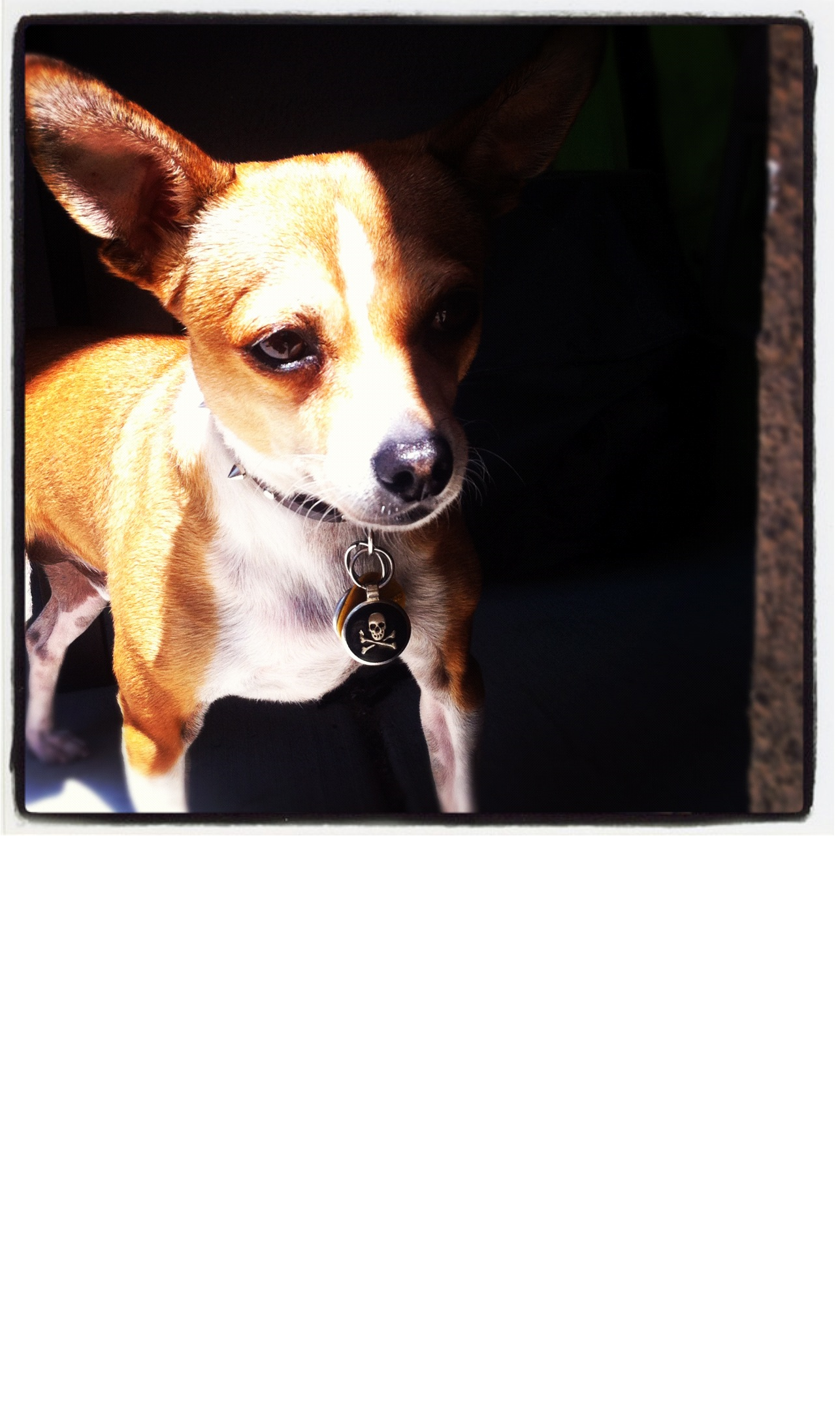 A chihuahua mix dog wearing black Skull & Crossbones Enamel Jewelry Tag.